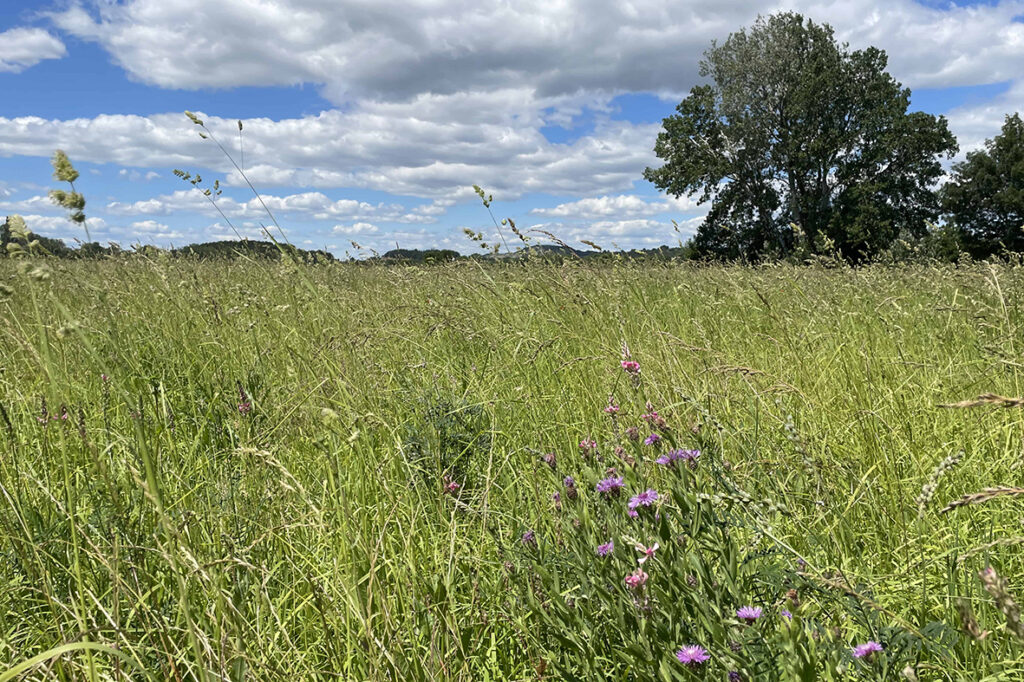 eptb gardons zh paluns prairie fleurie