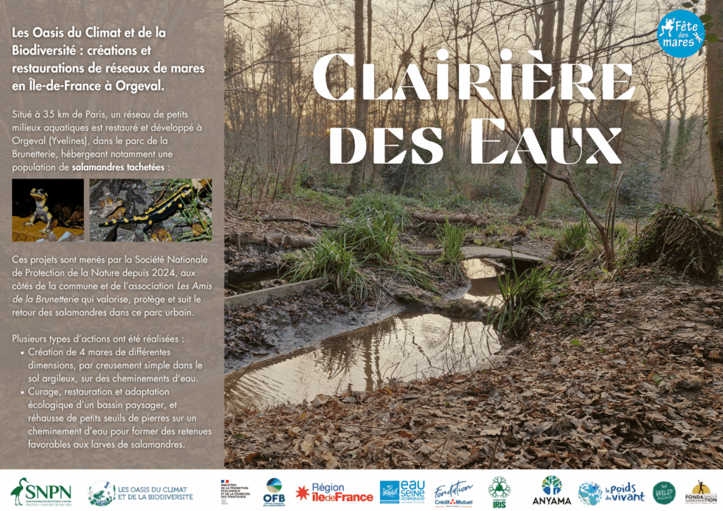 clairière des eaux