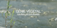 Vidéo - Le génie végétal à l’œuvre : bouturage et utilisation des saules