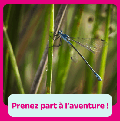 Une libellule cherche sa mare : un projet innovant pour préserver la biodiversité en Camargue