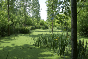 Les zones humides du SAGE - EP Garonne
