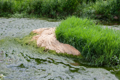 Zone humide à Saint-Laurent (47) - Photo Kevin Figuier/ Etablissement Public Garonne, Gascogne et affluents pyrénéens