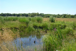 restauration de prairies et forêts inondables - EPTB Saône et Doubs