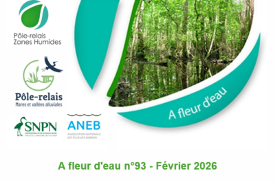 A Fleur d’Eau n°93 – Découvrez la newsletter de février 2026 du Pôle-relais mares et vallées alluviales
