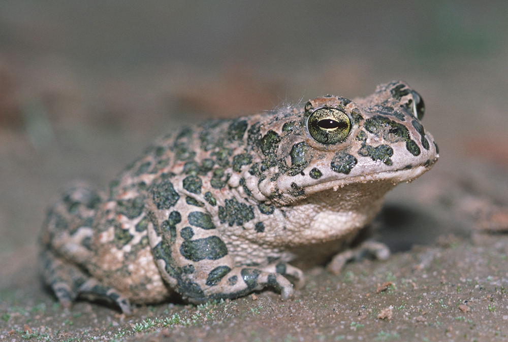 1201 bufo viridis crapaud vert 005 r f schwaab inter